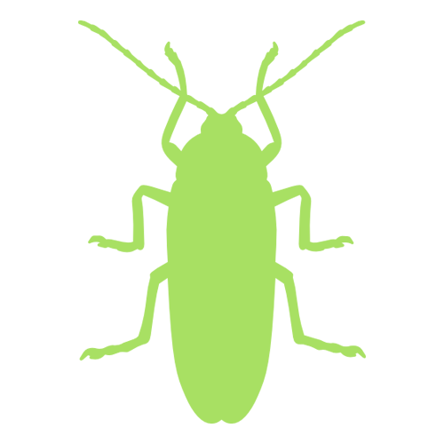 Wasp
